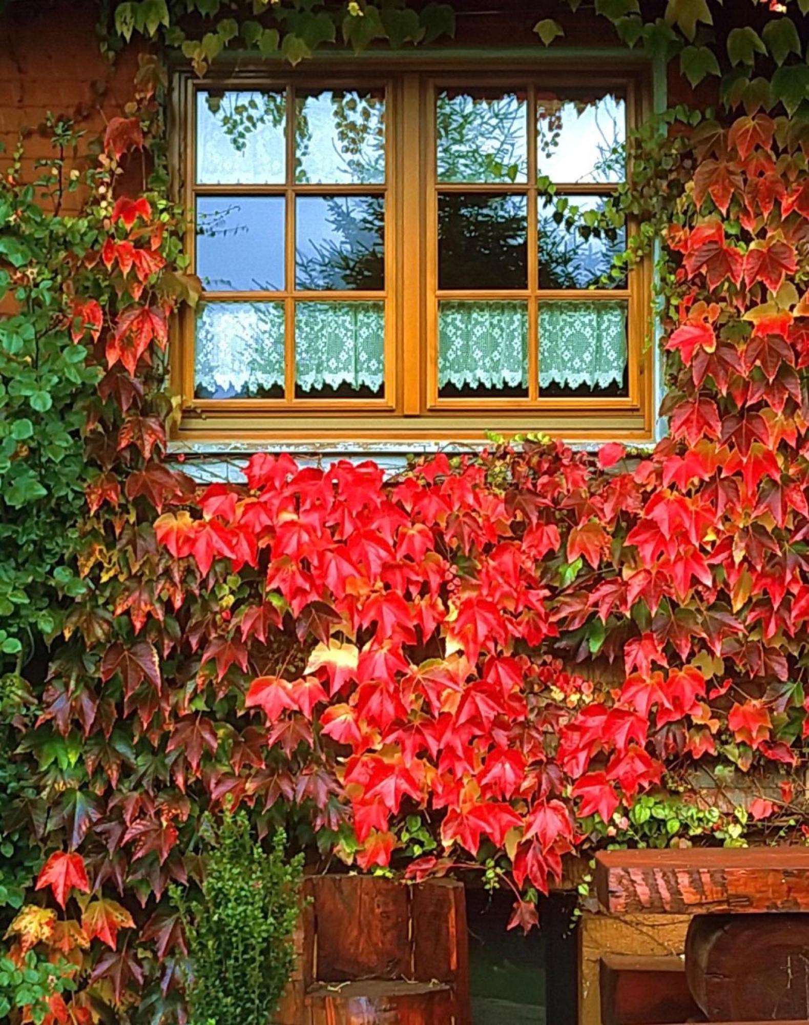 Haus Am Tannenhain Titisee-Neustadt Extérieur photo